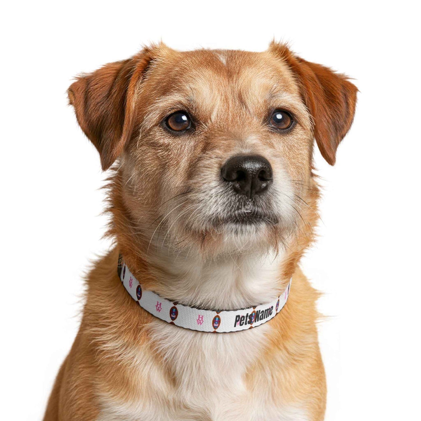 HW PawID Personalized Dog Collar